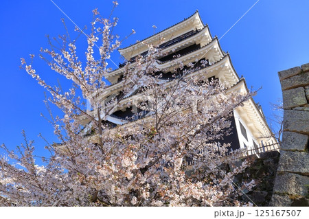 【広島県】快晴の福山城と満開の桜 125167507