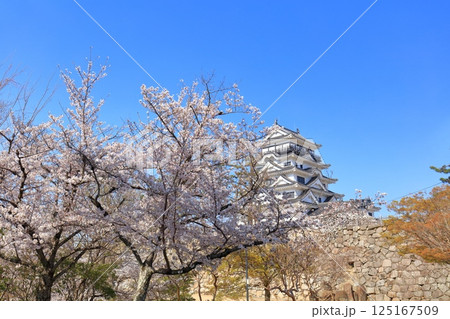 【広島県】快晴の福山城と満開の桜 125167509
