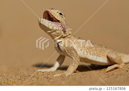 Lizard in the desert on the sand, opened its mouth, ready to bite. Phrynocephalus mystaceus reptiles Lizard in the desert on the sand, opened its mouth, ready to bite. Phrynocephalus mystaceus reptiles 125167806