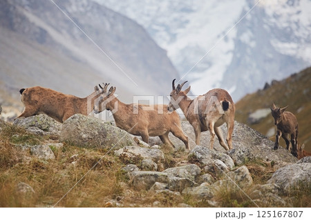 A herd of Caucasian mountain goats grazes in a meadow among rocks A herd of Caucasian mountain goats grazes in a meadow among rocks 125167807