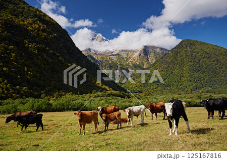 Cows graze in mountain meadows against the backdrop of a landscape 125167816