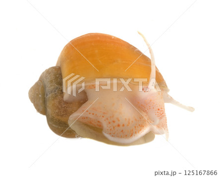 yellow Pomacea in studio 125167866
