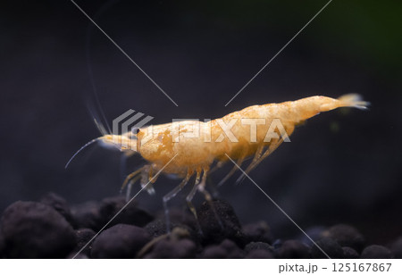 neocaridina davidi in studio 125167867