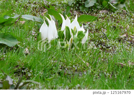 岩手県花巻に疎開した高村光太郎山荘の庭に咲いた水芭蕉の花 岩手県花巻に疎開した高村光太郎山荘の庭に咲いた水芭蕉の花 125167970