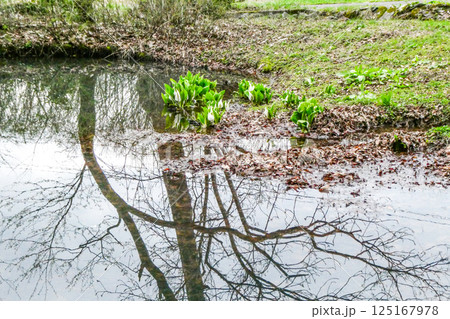 岩手県花巻に疎開した高村光太郎山荘の庭に咲いた水芭蕉の花 125167978