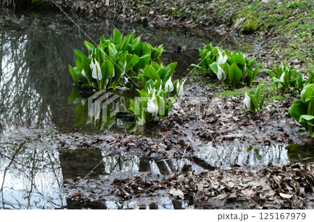 岩手県花巻に疎開した高村光太郎山荘の庭に咲いた水芭蕉の花 125167979