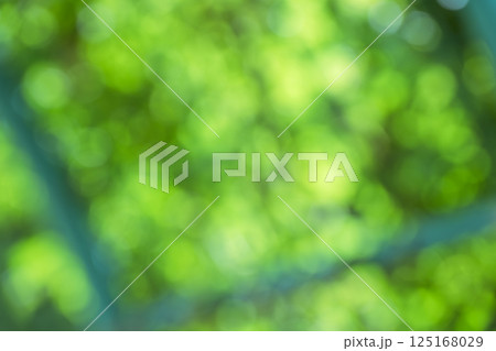 グリーン系 春 初夏 4月 アウトフォーカス 玉ボケ 鮮やか 背景素材 125168029