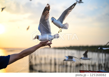 Many seagulls fleeing from the cold weather in Siberia come to Bang Pu, Samut Prakan Province, Thailand, from December to the end of March every year. 125168082