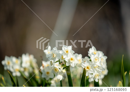 水仙の花が満開 125168093