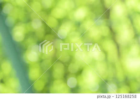 グリーン系 春 初夏 4月 アウトフォーカス 玉ボケ 鮮やか 背景素材 125168258