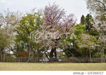 戸定ヶ丘歴史公園、桜の時季に 戸定ヶ丘歴史公園、桜の時季に 125168317