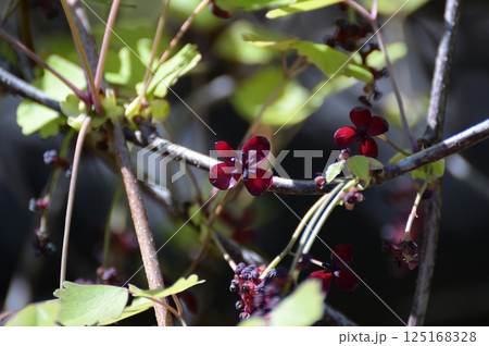 ミツバアケビの花、葛飾柴又「山本亭」にて 125168328