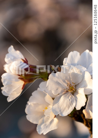 桜咲く 125168648