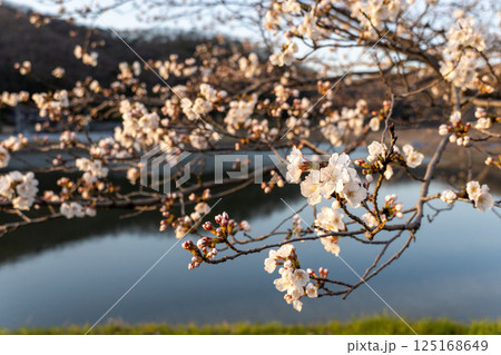 桜のある風景 125168649