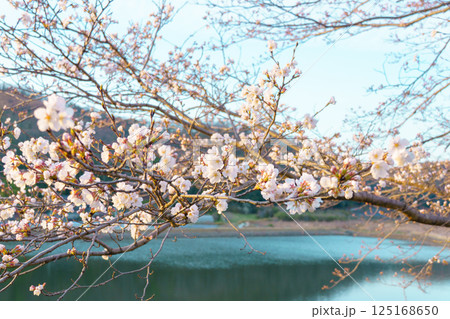 桜咲く 125168650
