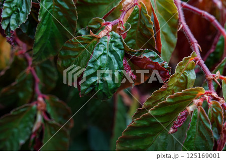 密集する葉っぱ 密集する葉っぱ 125169001