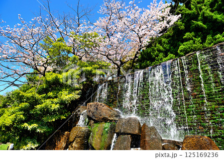 東京　都立水元公園のさくら 125169236