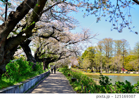東京　都立水元公園のさくら 125169307