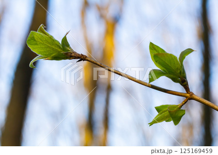 Spring young leaves on the trees against the background of a spring park. Spring landscape, trees with first leaves 125169459