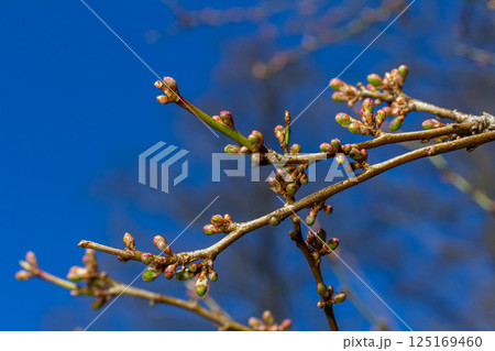 Spring young leaves on the trees against the background of a spring park. Spring landscape, trees with first leaves 125169460