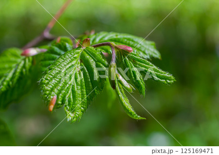 Bright green hornbeam tree leaves in front of the sky. Forest nature background 125169471