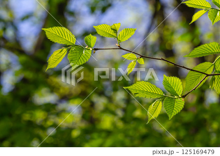 Fresh leaves of carpinus betulus in spring. Common hornbeam 125169479
