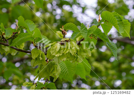Close-up shot of the samara samarae of the Wych or Scots elm Ulmus glabra on the branches among green leaves in early spring Close-up shot of the samara samarae of the Wych or Scots elm Ulmus glabra on the branches among green leaves in early spring 125169482