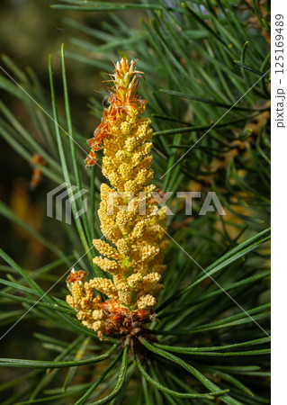 Selective focus of detail of ovoid and orange shoots of Pinus pinea and green needles with blurred background Selective focus of detail of ovoid and orange shoots of Pinus pinea and green needles with blurred background 125169489