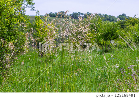 Calamagrostis arundinacea is a species of bunch grass in the family Poaceae, native to Eurasia, China and India. closeup of weeds of tropical mountains. Wild grass wallpaper. Weeds. nature grass Calamagrostis arundinacea is a species of bunch grass in the family Poaceae, native to Eurasia, China and India. closeup of weeds of tropical mountains. Wild grass wallpaper. Weeds. nature grass 125169491