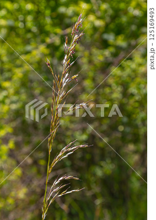 Poa trivialis rough bluegrass, rough-stalked meadow-grass or rough meadow-grass, is perennial plant regarded in US as ornamental plant. It is part of grass family Poa trivialis rough bluegrass, rough-stalked meadow-grass or rough meadow-grass, is perennial plant regarded in US as ornamental plant. It is part of grass family 125169493