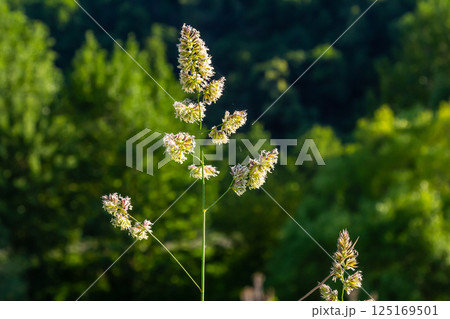 Plant Dactylis against green grass. In the meadow blooms valuable fodder grass Dactylis glomerata.Dactylis glomerata, also known as cock's foot, orchard grass, or cat grass 125169501
