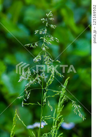 Calamagrostis arundinacea is a species of bunch grass in the family Poaceae, native to Eurasia, China and India. closeup of weeds of tropical mountains. Wild grass wallpaper. Weeds. nature grass Calamagrostis arundinacea is a species of bunch grass in the family Poaceae, native to Eurasia, China and India. closeup of weeds of tropical mountains. Wild grass wallpaper. Weeds. nature grass 125169502