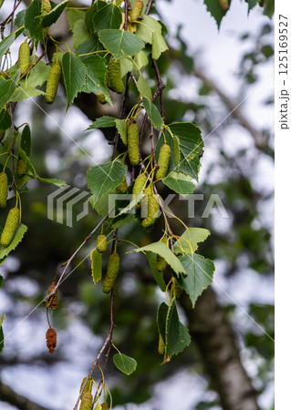 Summer background with a birch branch and earrings illuminated by the sun. Green birch leaves with dangling earrings 125169527