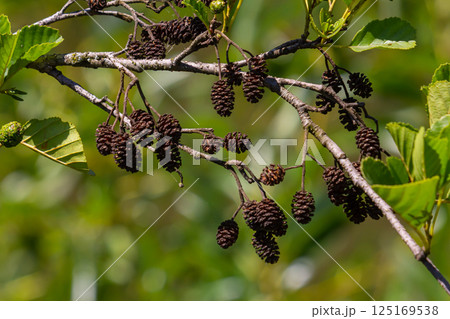 Green and brown alder cones, alder catkins and green leaves 125169538