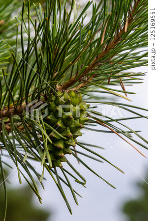 a small-growing cedar pine.Pinus pumila with big green cones in a sunny summer garden. Floral wallpaper 125169551