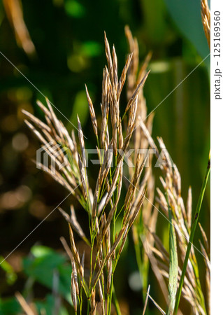 Bromegrass seed heads with blurry background. Bromus is a large genus of grasses, classified as Bromeae. They are commonly known as bromes, brome grasses, cheat grasses or chess grasses Bromegrass seed heads with blurry background. Bromus is a large genus of grasses, classified as Bromeae. They are commonly known as bromes, brome grasses, cheat grasses or chess grasses 125169560