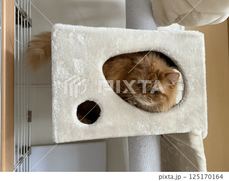 キャットタワーから顔を出す猫 キャットタワーから顔を出す猫 125170164