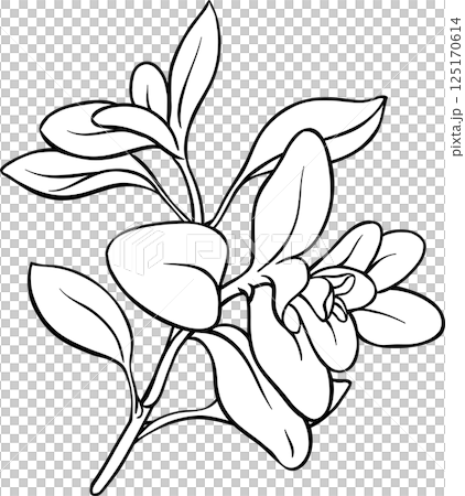 Marjoram Branch with Leaves Outline Illustration. Organic natural nutritional healthy food ingredient, vegetarian diet product. 125170614