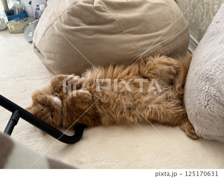 ビーズクッションの前で寝る猫 ビーズクッションの前で寝る猫 125170631