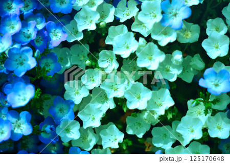 ネモフィラ 125170648