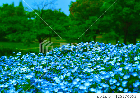 ネモフィラ 125170653