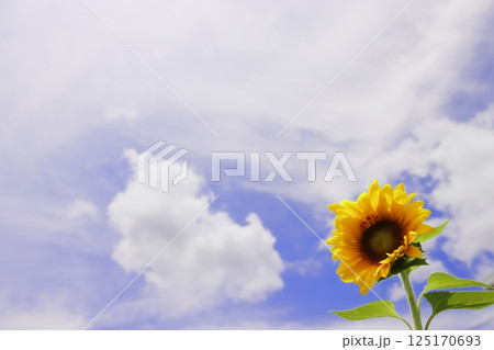 夏の空に咲く向日葵 夏の空に咲く向日葵 125170693