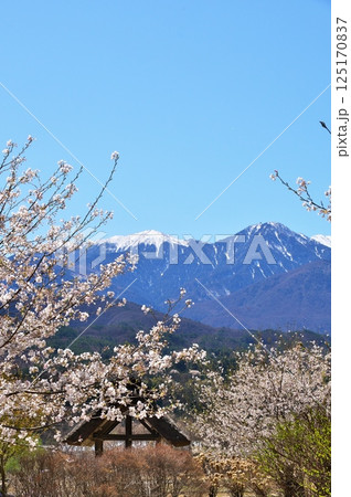 サクラ 水車小屋 サクラ 水車小屋 125170837
