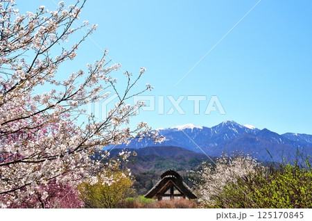 サクラ　水車小屋 125170845