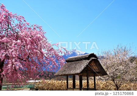 サクラ　水車小屋 125170868