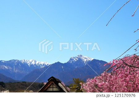 サクラ 水車小屋 サクラ 水車小屋 125170976