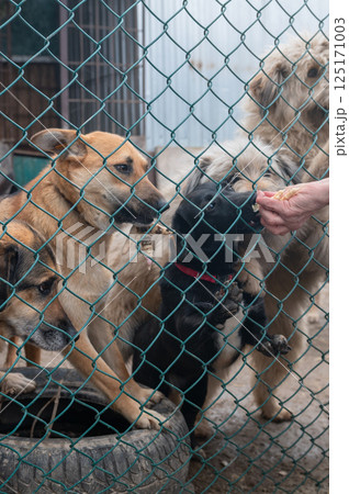 Dog in animal shelter. Homeless sad dog in a cage. Dog in animal shelter. Homeless sad dog in a cage. 125171003
