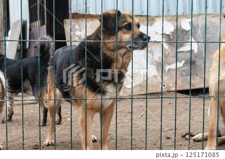Dog in animal shelter. Homeless sad dog in a cage. 125171085