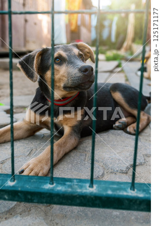 Dog in animal shelter. Homeless sad dog in a cage. 125171177