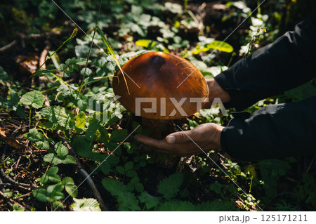Hands protect amanita caesarea, orange mushroom edible in forest of China 125171211